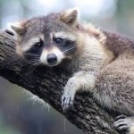 TheDarkCoven's Avatar