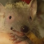 hajo's Avatar