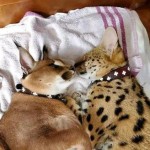 HamuterHamburger's Avatar