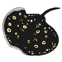 Thumbnail for ANI-161: Ray