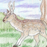 Thumbnail for ANI-188: Chital (M)
