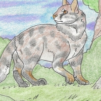 Thumbnail for ANI-195: Black-Footed Cat (F)