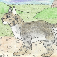 Thumbnail for ANI-207: Bobcat (M)