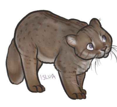 Thumbnail for ANI-1981: Rusty Spotted Cat (M)