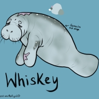 Thumbnail for ANI-2353: Whiskey