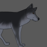 Thumbnail of ANI-2370: Coyote (F)