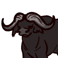 Thumbnail for ANI-2634: African Buffalo (F)