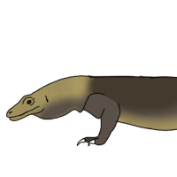 Thumbnail for ANI-2648: Komodo Dragon (F)