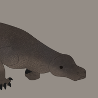 Thumbnail for ANI-2658: Komodo Dragon (M)