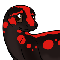 Thumbnail image for ANI-2913: Yunnan lake newt (F)