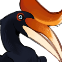 Thumbnail of ANI-2916: Rhinoceros Hornbill (F)