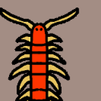 Thumbnail of ANI-2992: Eastern Red Centipede (F)