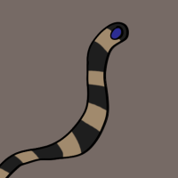 Thumbnail for ANI-3061: Stephens's Banded Snake (M)