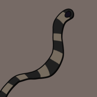 Thumbnail for ANI-3062: Stephens's Banded Snake (F)