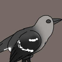 Thumbnail for ANI-3093: Northern Mockingbird (F)