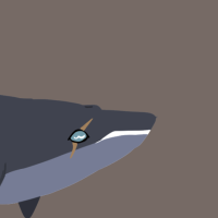 Thumbnail for ANI-3234: Blue Whale (F)