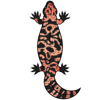 Thumbnail for ANI-3235: Gila Monster (F)