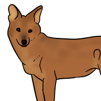 Thumbnail of ANI-3261: Dhole (F)