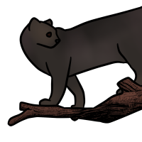 Thumbnail for ANI-3383: Jaguarundi (M)