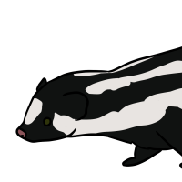 Thumbnail for ANI-3387: Pygmy Spotted Skunk (M)