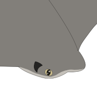 Thumbnail for ANI-3566: Wave