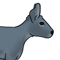 Thumbnail for ANI-3613: Blue Patagonian Mara (M)