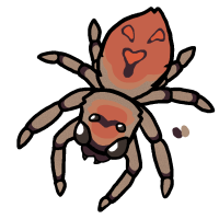 Thumbnail for ANI-3645: Jumping Spider (F)