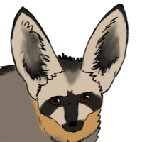 Thumbnail for ANI-3658: Bat-Eared Fox (M)