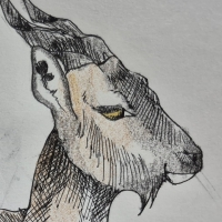 Thumbnail for ANI-3749: farah