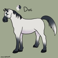 Thumbnail of ANI-3839: Domestic Horse Arabian (M)