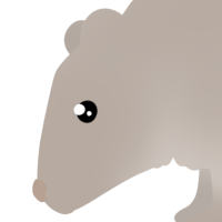 Thumbnail for ANI-3877: Leucistic Quokka (M)