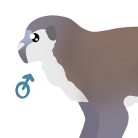 Thumbnail for ANI-3940: Jabari