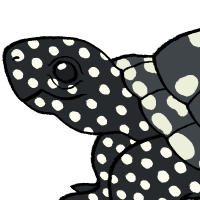 Thumbnail for ANI-3955: Black Pond Turtle (M)