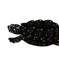 Thumbnail image for ANI-4031: Eliza Hamilton