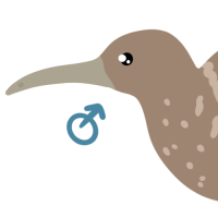 Thumbnail for ANI-4125: Greater Spotted Kiwi (M)