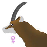 Thumbnail for ANI-4129: Sable Antelope (F)