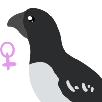 Thumbnail for ANI-4155: Little Auk (F)