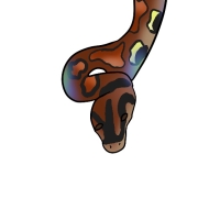 Thumbnail image for ANI-4209: Rainbow Dash