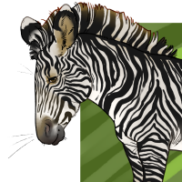 Thumbnail for ANI-4236: Grevy's Zebra (M)