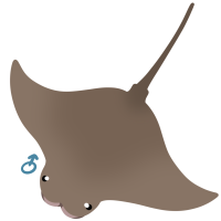 Thumbnail for ANI-4252: Cownose Ray (M)