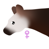 Thumbnail for ANI-4280: Okapi (F)