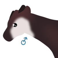 Thumbnail for ANI-4281: Okapi (M)