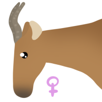 Thumbnail for ANI-4327: Lelwel Hartebeest (F)