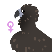 Thumbnail for ANI-4328: Cinereous Vulture (F)