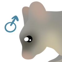 Thumbnail for ANI-4329: Grizzle