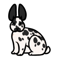 Thumbnail for ANI-4349: Domestic Rabbit Rex  (F)