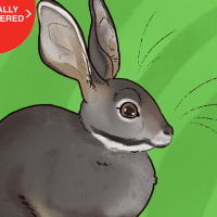 Thumbnail for ANI-4368: Riverine Rabbit (M)