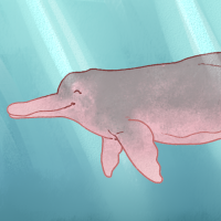 Thumbnail for ANI-4369: Amazon River Dolphin (M)