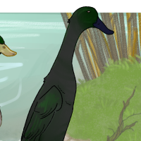 Thumbnail for ANI-4380: Domestic Duck Runner  (M)