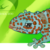 Thumbnail for ANI-4382: Tokay Gecko (F)